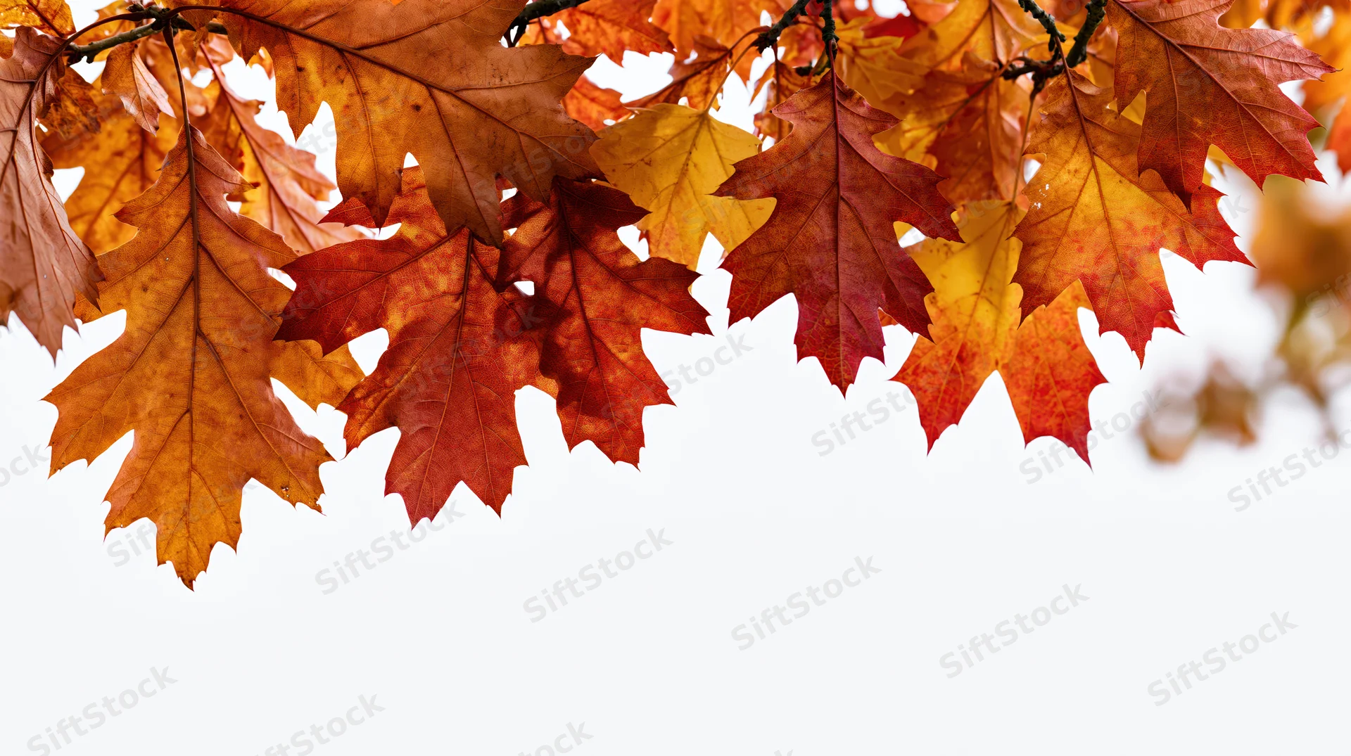 Autumn oak and maple leaves clustered along the top edge of the frame against a white background