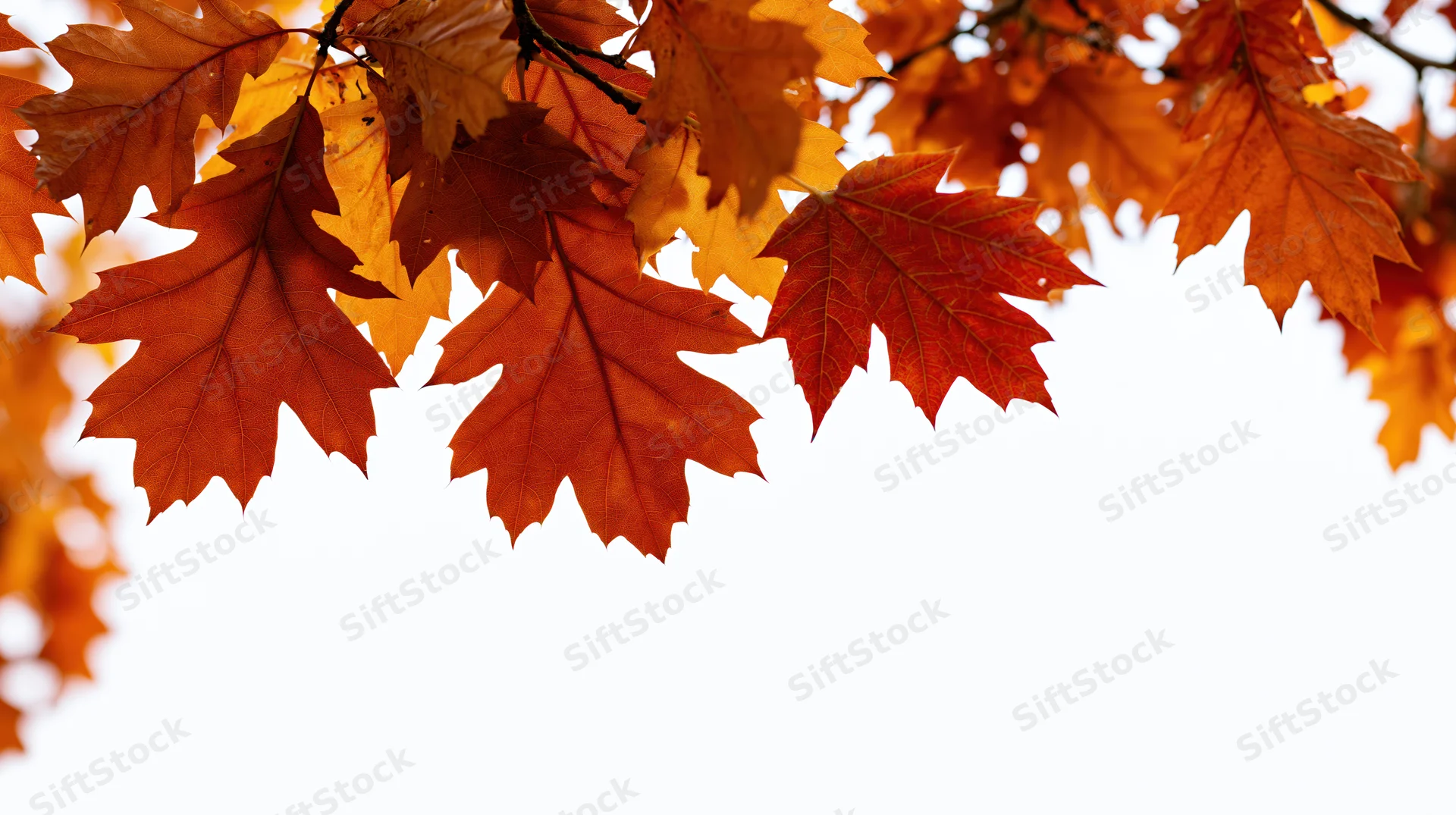 Autumn oak and maple leaves clustered along the top edge of the frame against a white background