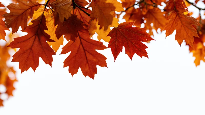 Autumn oak and maple leaves clustered along the top edge of the frame against a white background