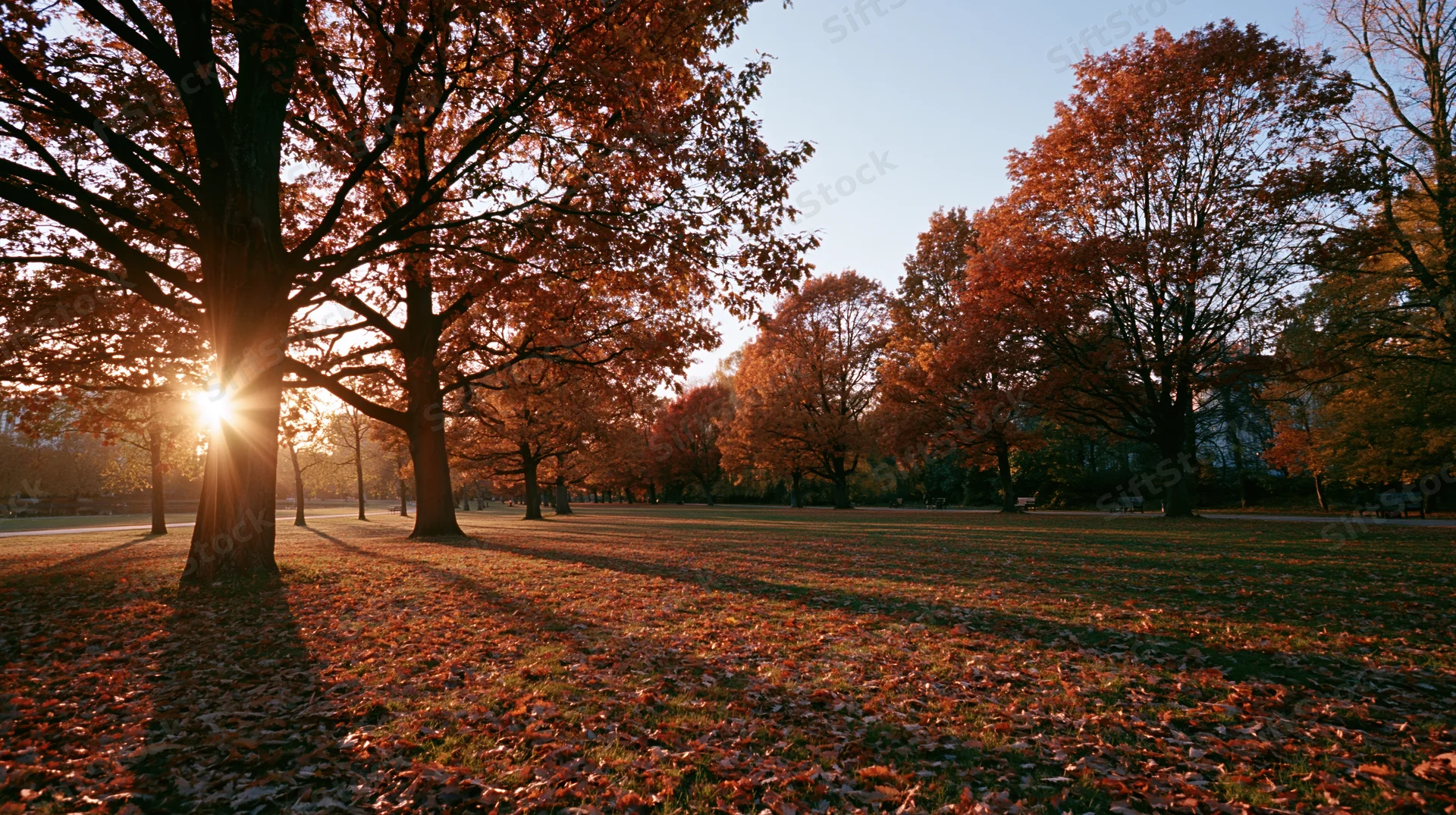 Autumn park with trees in red and orange foliage at golden hour, sunlight filtering through branches, ground covered in fallen leaves