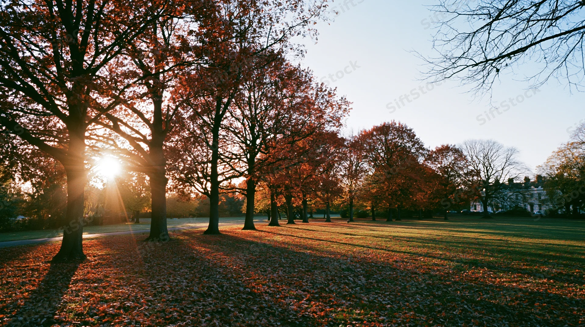 Autumn trees in a park at golden hour with sunlight filtering through red and orange foliage over a leaf-covered lawn
