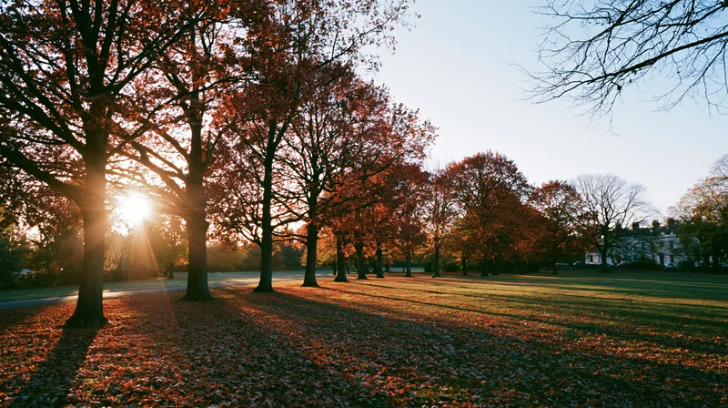 Autumn trees in a park at golden hour with sunlight filtering through red and orange foliage over a leaf-covered lawn