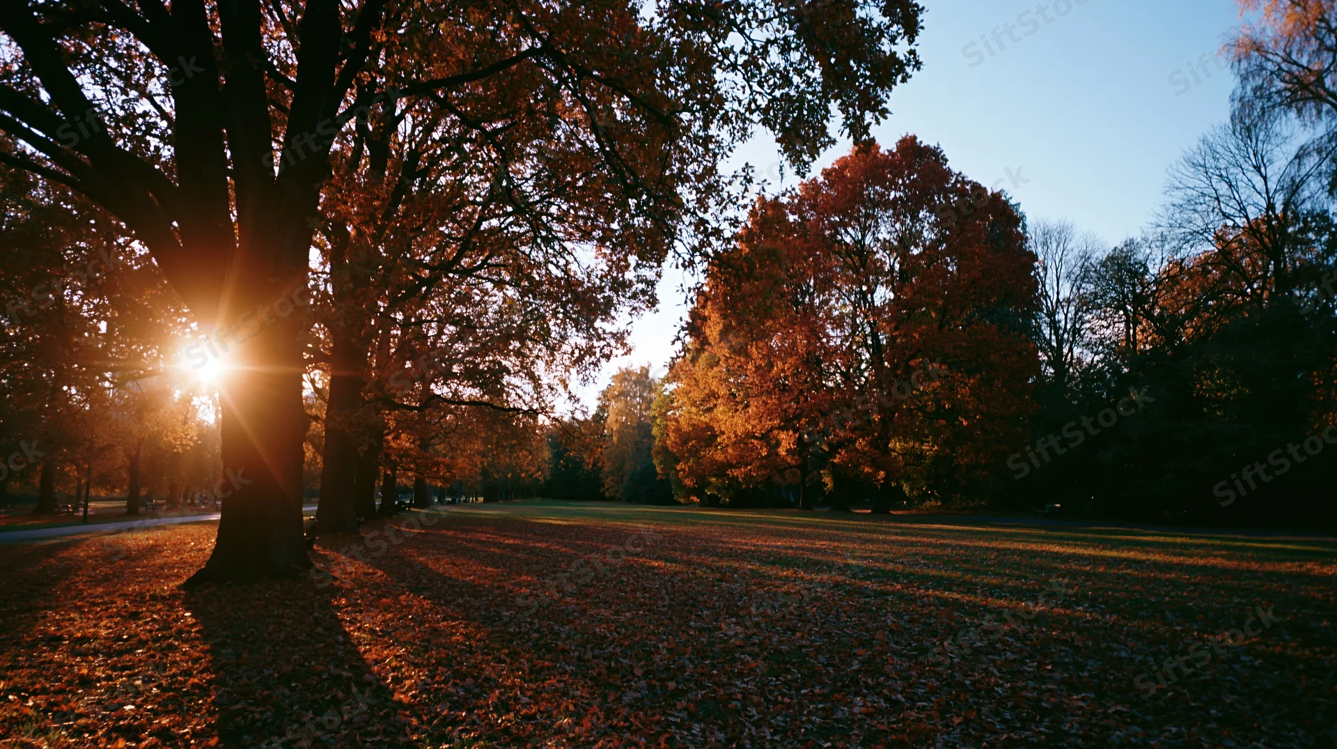 Autumn trees in a park at golden hour with sunlight filtering through red and orange foliage