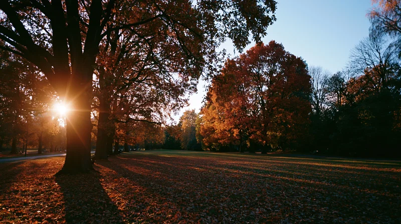 Autumn trees in a park at golden hour with sunlight filtering through red and orange foliage