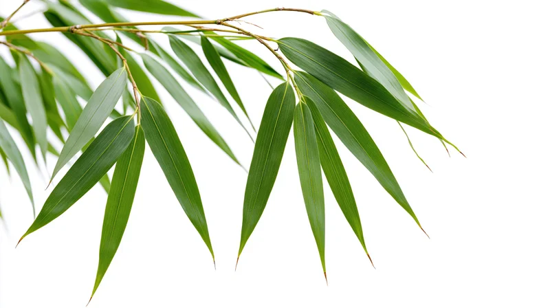 Bamboo branch with slender elongated leaves drooping downward against white background