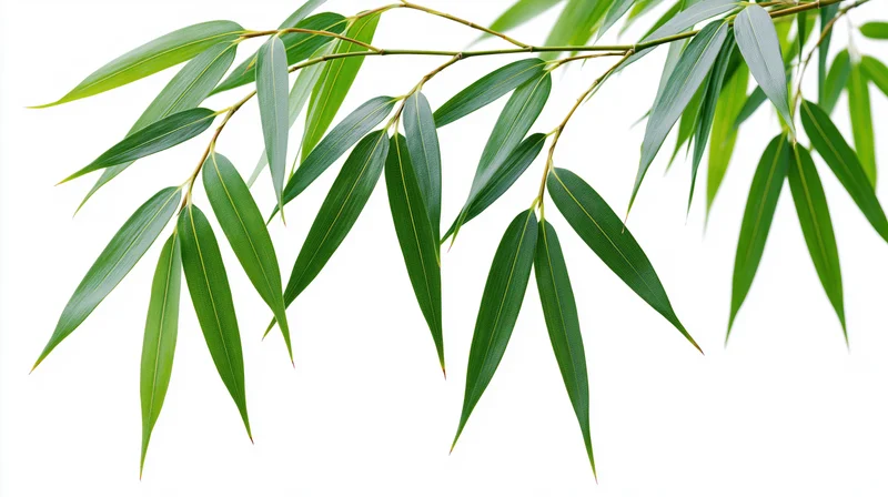 Bamboo branch with slender elongated leaves drooping downward on white background