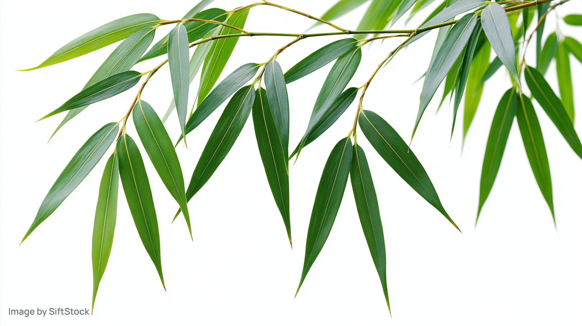 Bamboo branch with slender elongated leaves drooping downward on white background