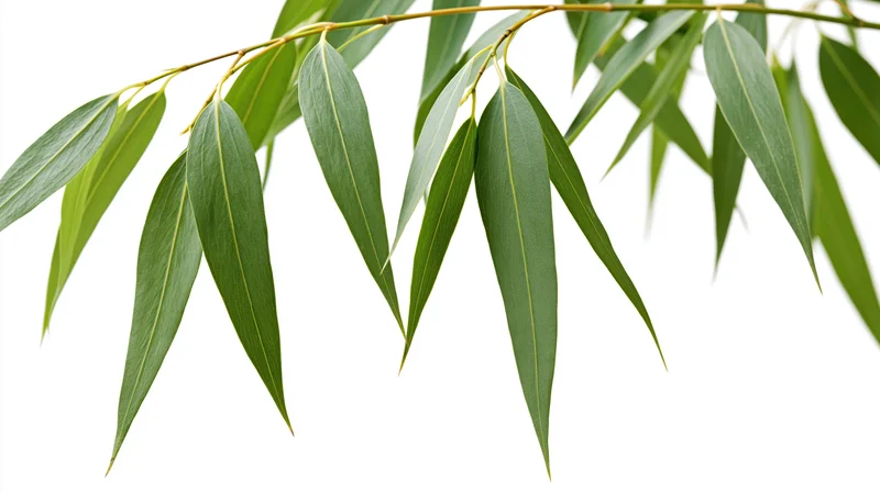 Bamboo branch with slender elongated leaves drooping downward against white background