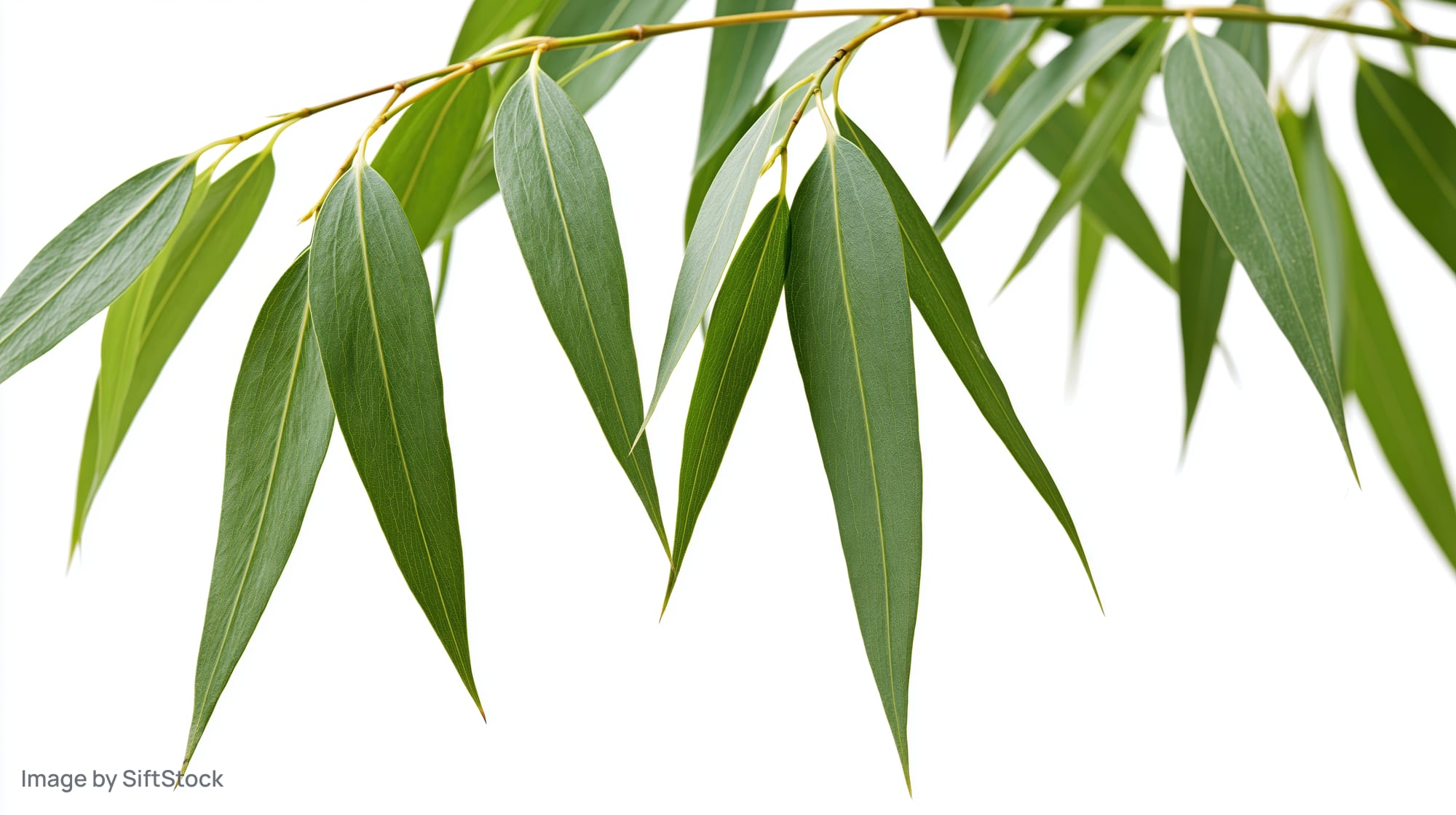 Bamboo branch with slender elongated leaves drooping downward against white background
