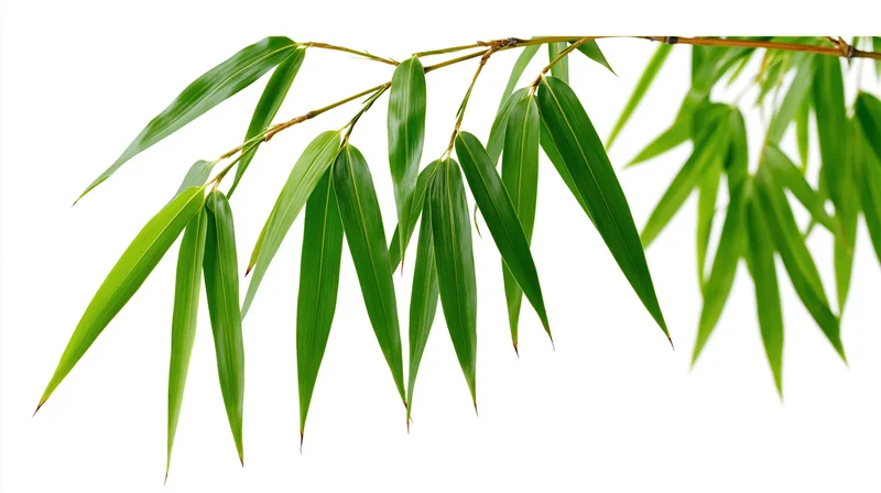 Bamboo branch with slender green leaves drooping downward against white background