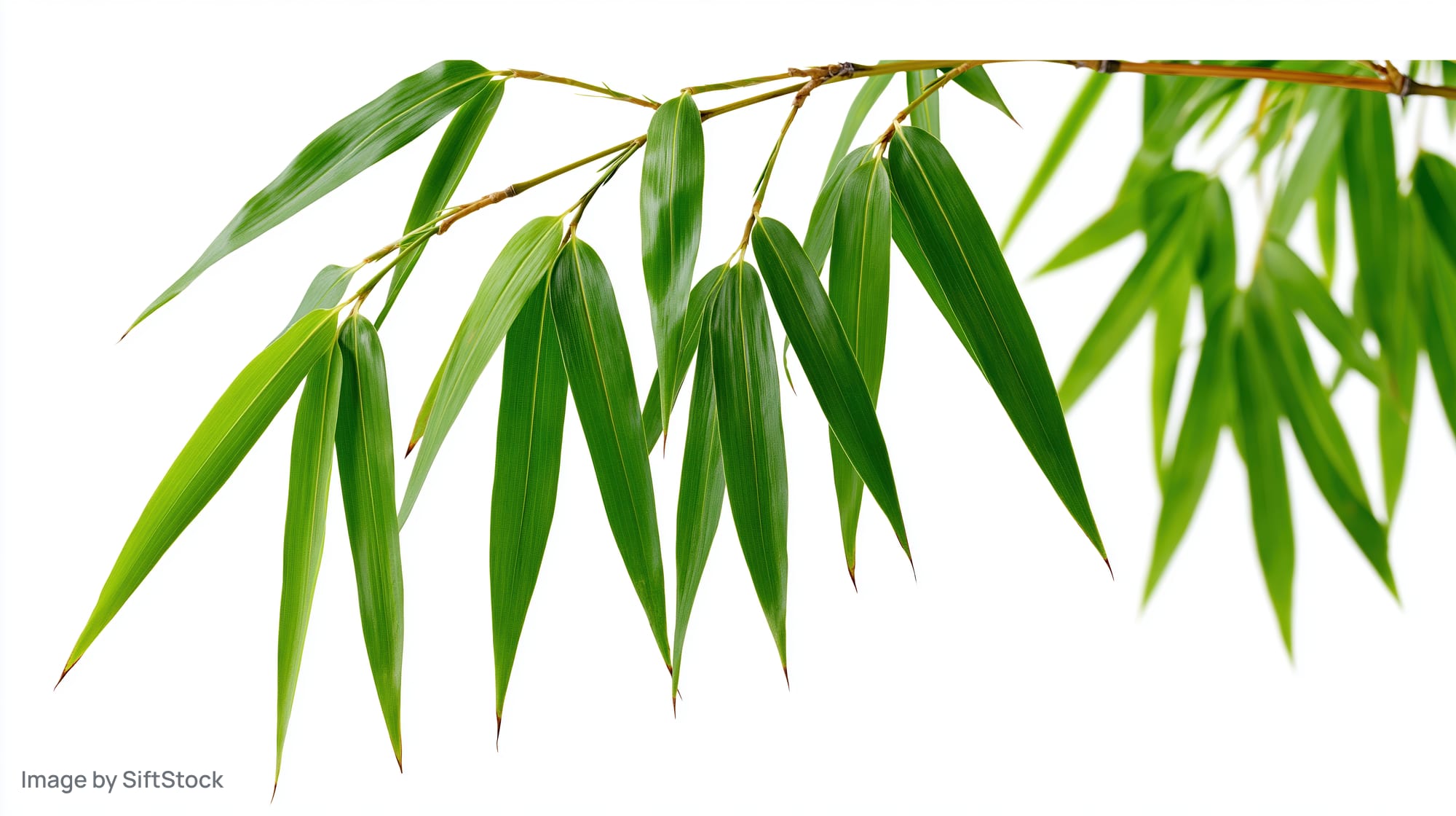 Bamboo branch with slender green leaves drooping downward against white background