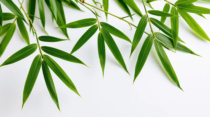 Bamboo leaves arranged diagonally on white background with copyspace