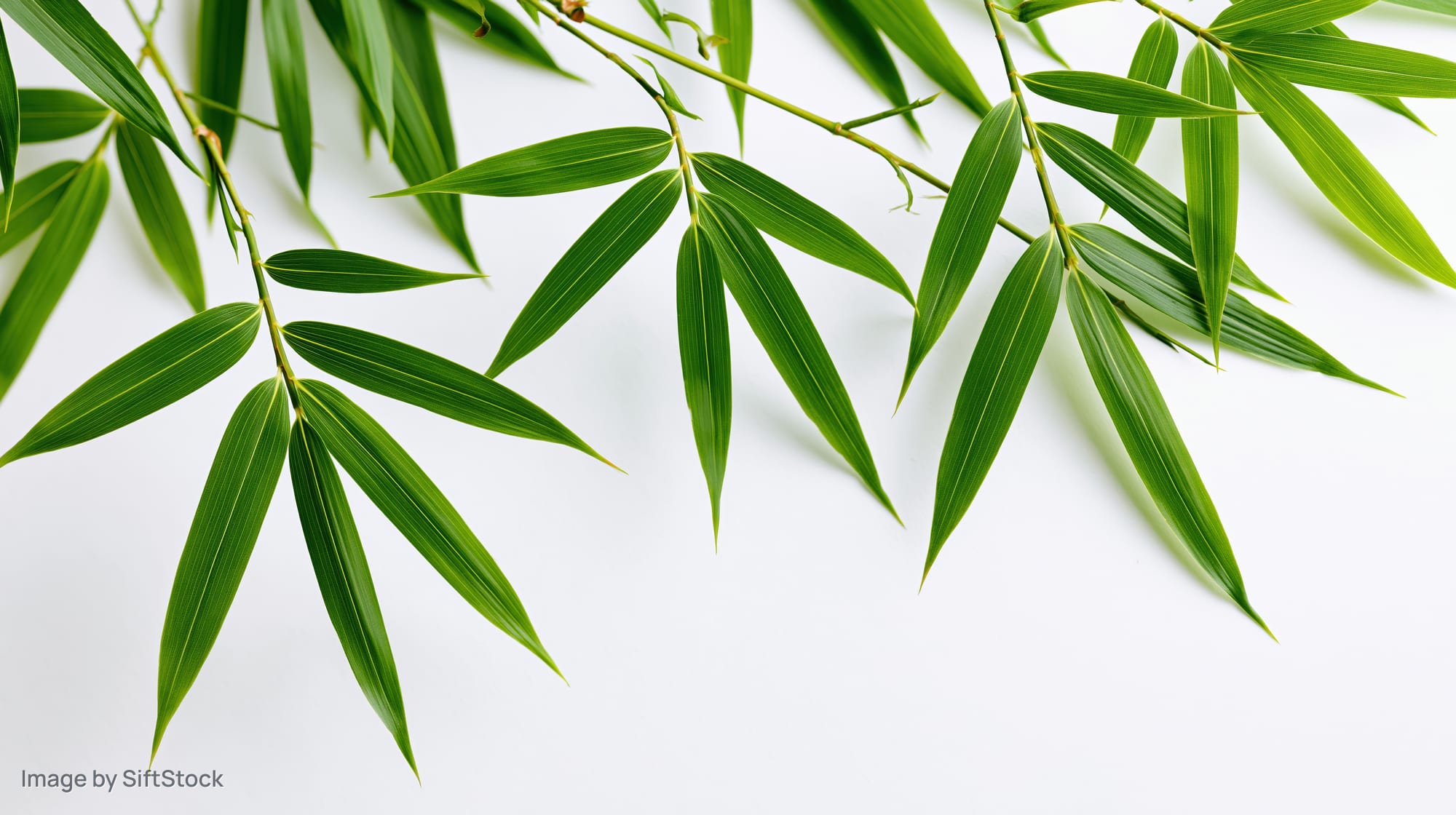 Bamboo leaves arranged diagonally on white background with copyspace
