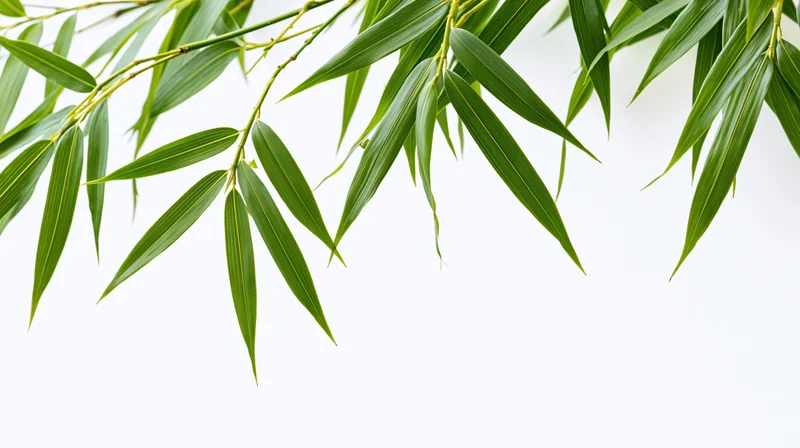 Bamboo leaves hanging down against white background with copyspace