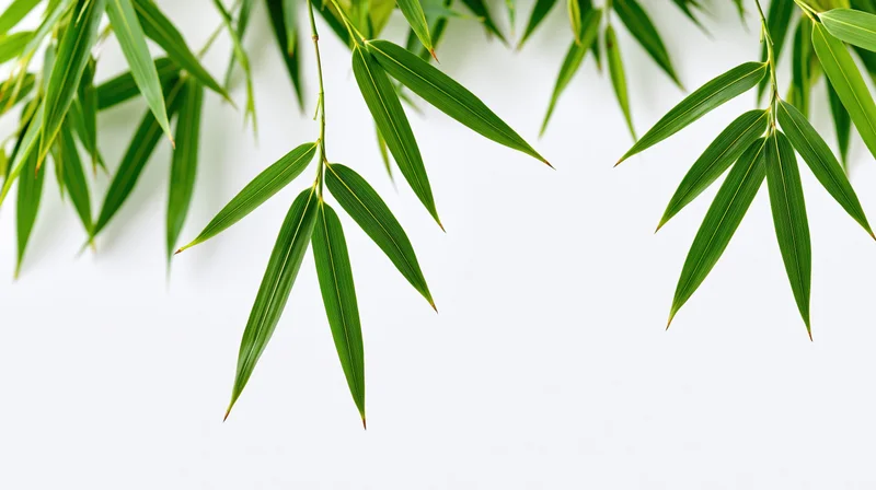 Bamboo leaves hanging down against a white background with copyspace