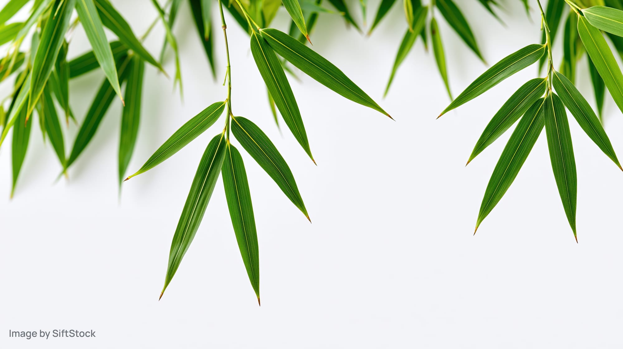 Bamboo leaves hanging down against a white background with copyspace
