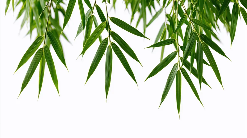 Bamboo leaves hanging down against white background