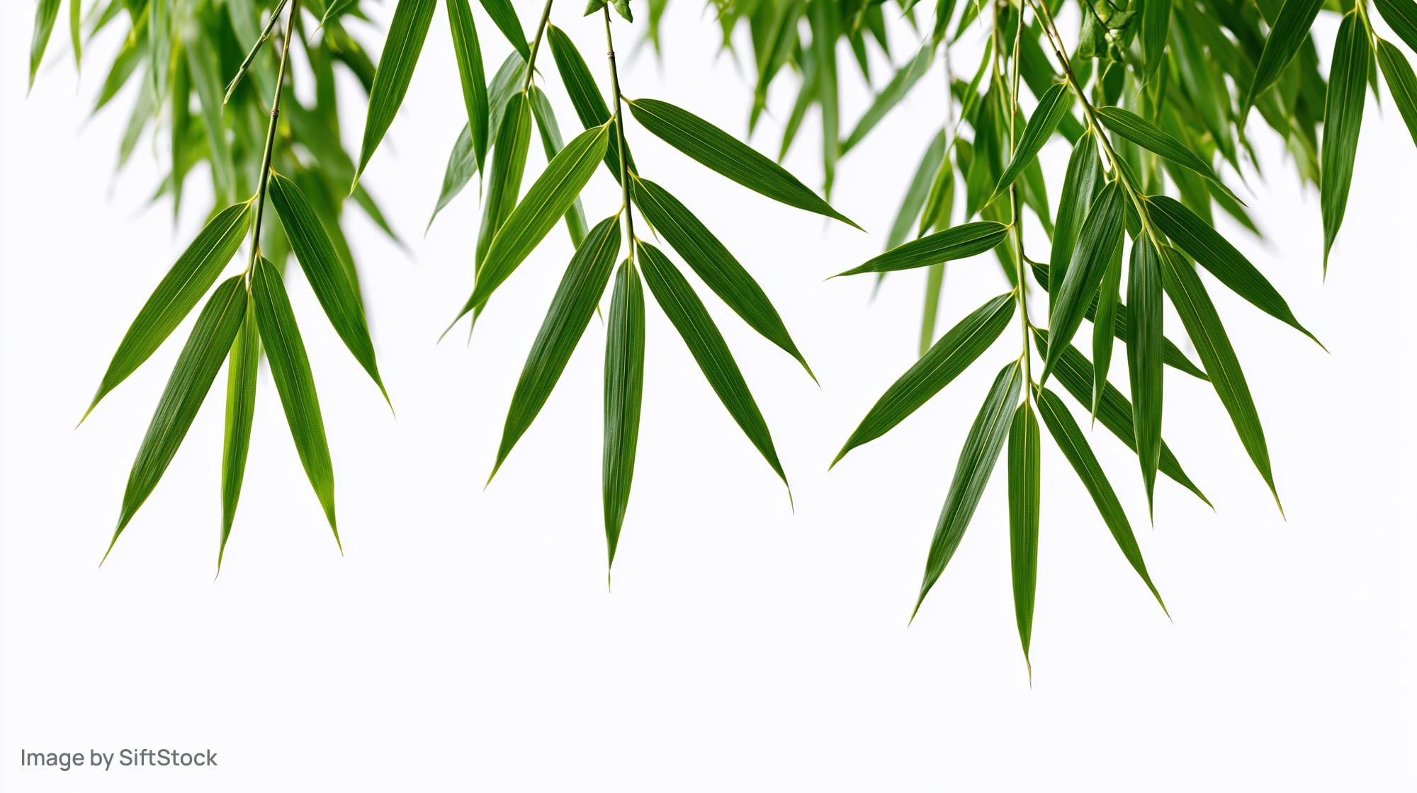 Bamboo leaves hanging down against white background