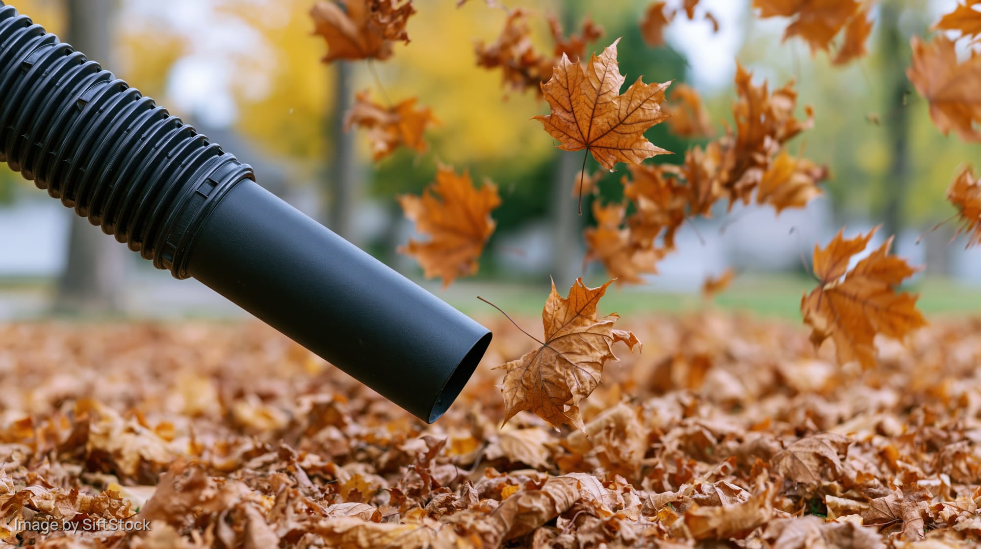 Black leaf blower nozzle blowing fallen autumn leaves across a yard covered in dry foliage