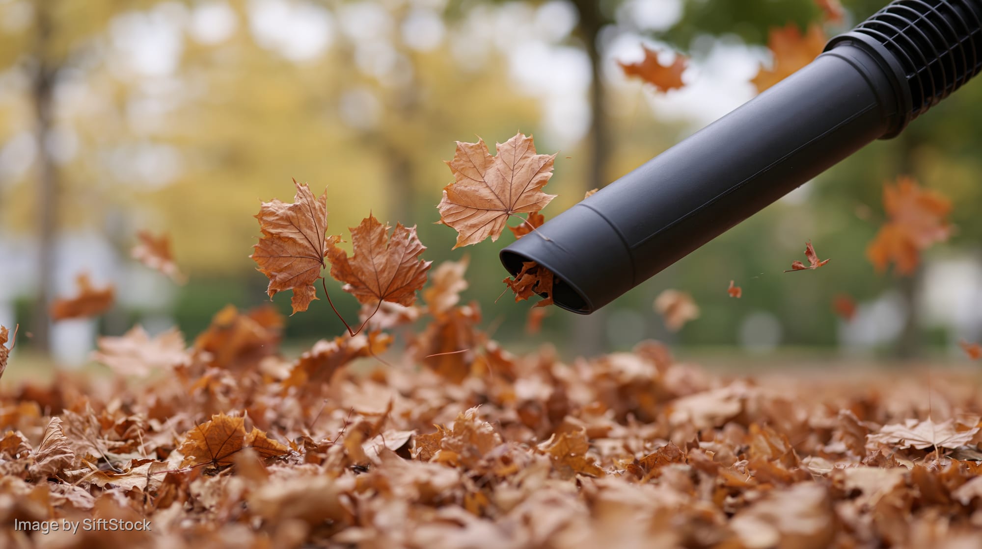 Leaf blower nozzle blowing fallen maple leaves across a carpeted yard in autumn
