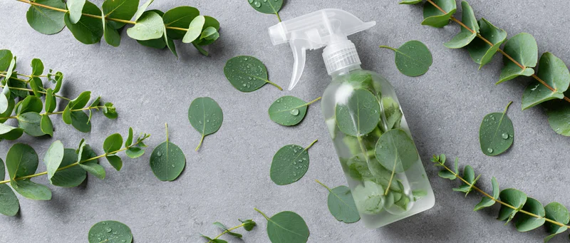 Clear plastic spray bottle filled with water and eucalyptus leaves on gray surface surrounded by scattered green foliage