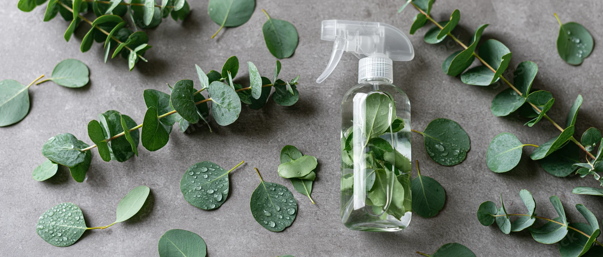 Clear plastic spray bottle filled with water and eucalyptus leaves on gray surface surrounded by scattered green foliage