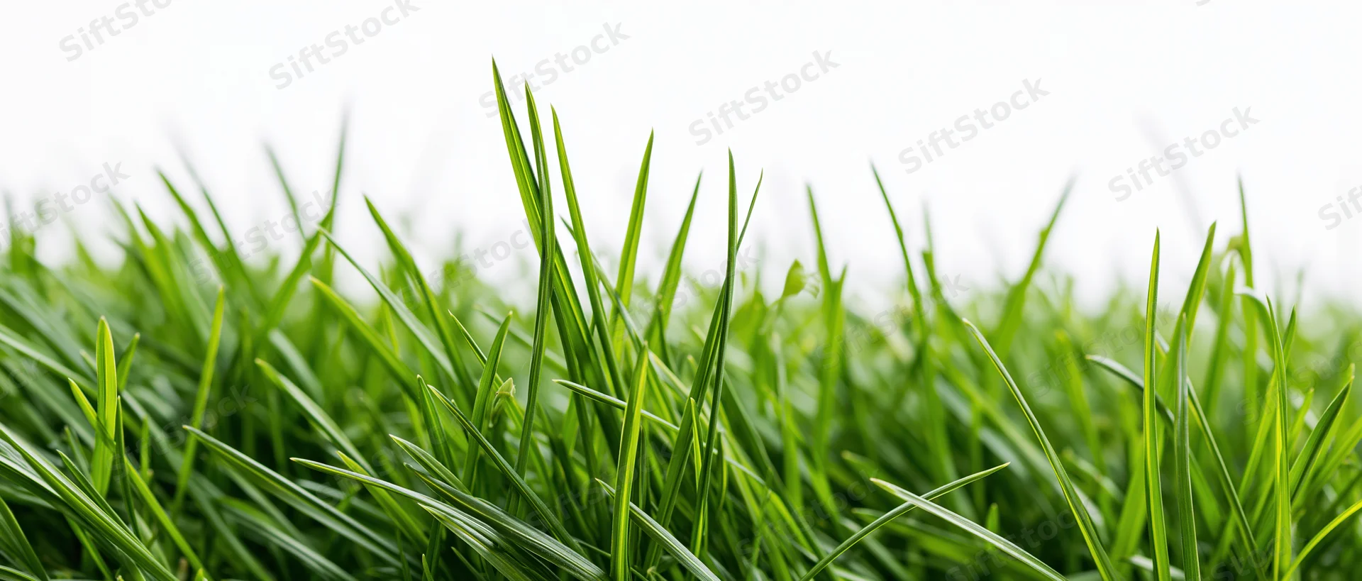 Close-up of fresh green grass blades growing in a lawn