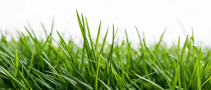 Close-up of fresh green grass blades growing in a lawn