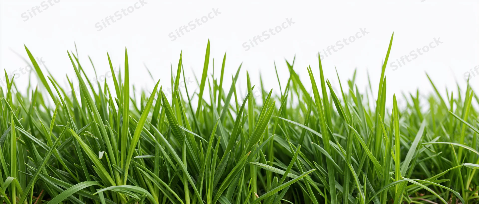 Close-up of fresh green grass blades at ground level against white background