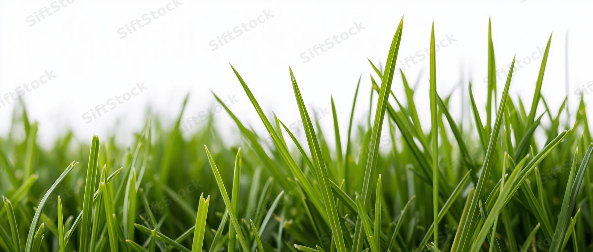 Close-up of fresh green grass blades at ground level against a bright background