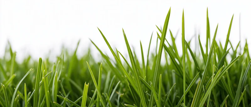 Close-up of fresh green grass blades at ground level against a bright background