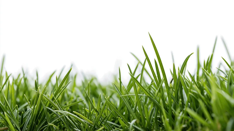 Close-up of fresh green grass blades at ground level against a bright white background