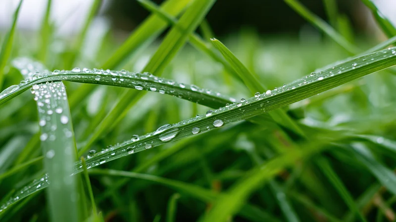 Close-up of wet grass blades covered in water droplets in a natural outdoor setting