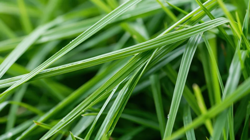 Close-up of green grass blades with water droplets in a natural outdoor setting