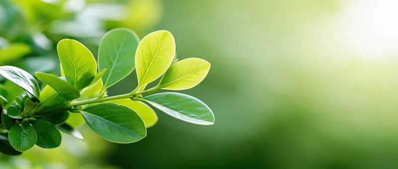 Close-up of fresh green oval leaves on a young shrub shoot in natural light with blurred green background