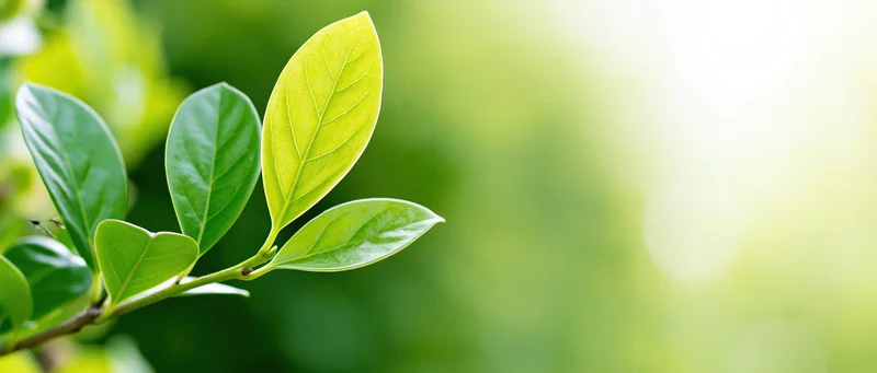 Close-up of fresh green oval leaves on a young shrub shoot in a garden setting