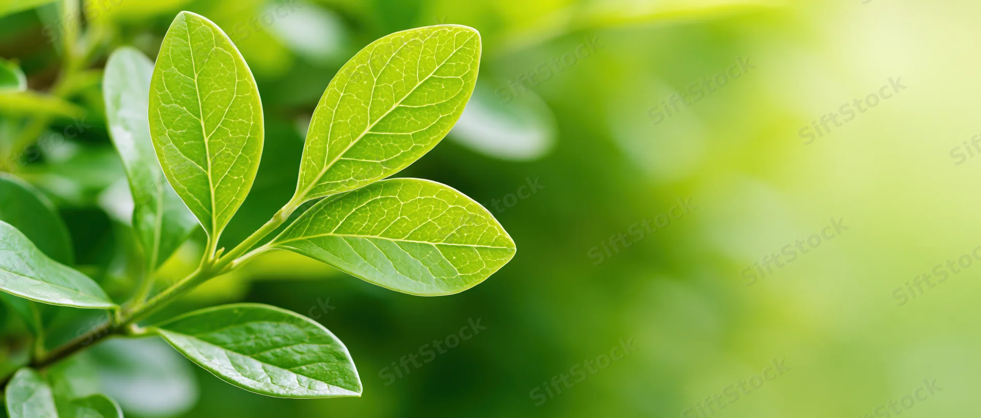 Closeup of fresh green oval leaves on a young shrub shoot in natural light with soft focus background and copyspace