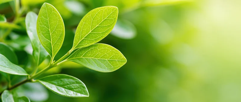 Closeup of fresh green oval leaves on a young shrub shoot in natural light with soft focus background and copyspace