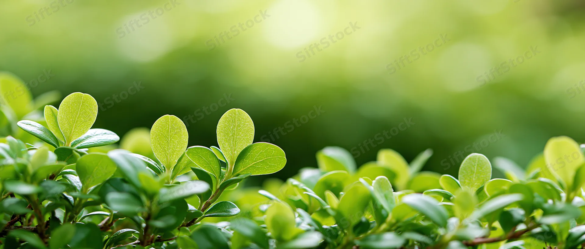 Close-up of small oval green leaves on shrub branches filling the frame with soft blurred greenery in the background