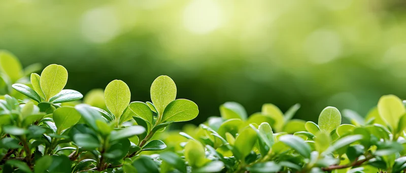 Close-up of small oval green leaves on shrub branches filling the frame with soft blurred greenery in the background