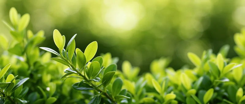 Close-up of small oval green leaves on shrub branches filling the frame with soft natural light and blurred green background