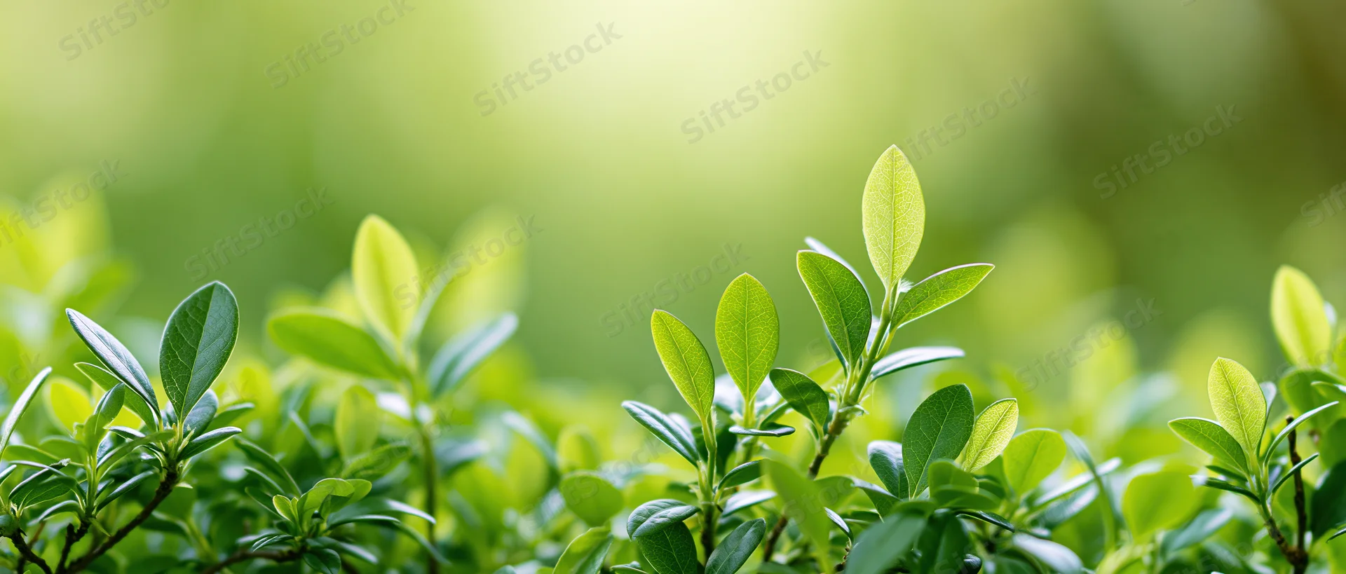 Close-up of small oval green leaves on shrub branches filling the frame with soft natural light and blurred green background