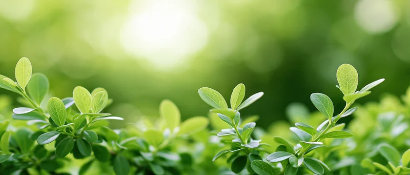 Close-up of small oval green leaves on shrub branches in a garden setting