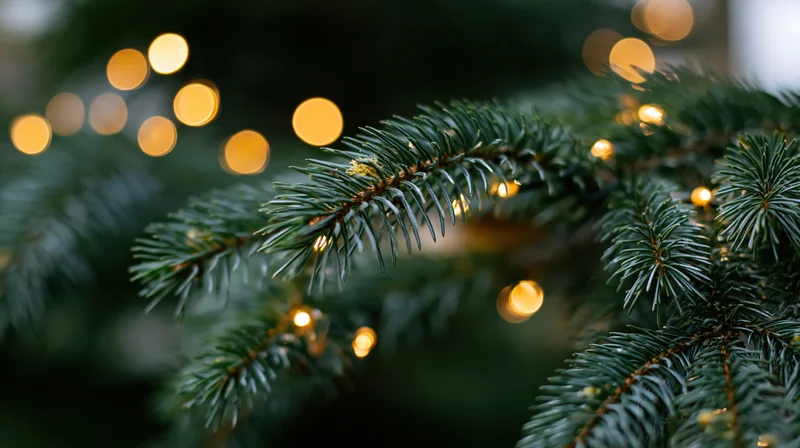 Close-up of spruce branches with warm fairy lights glowing softly in the background