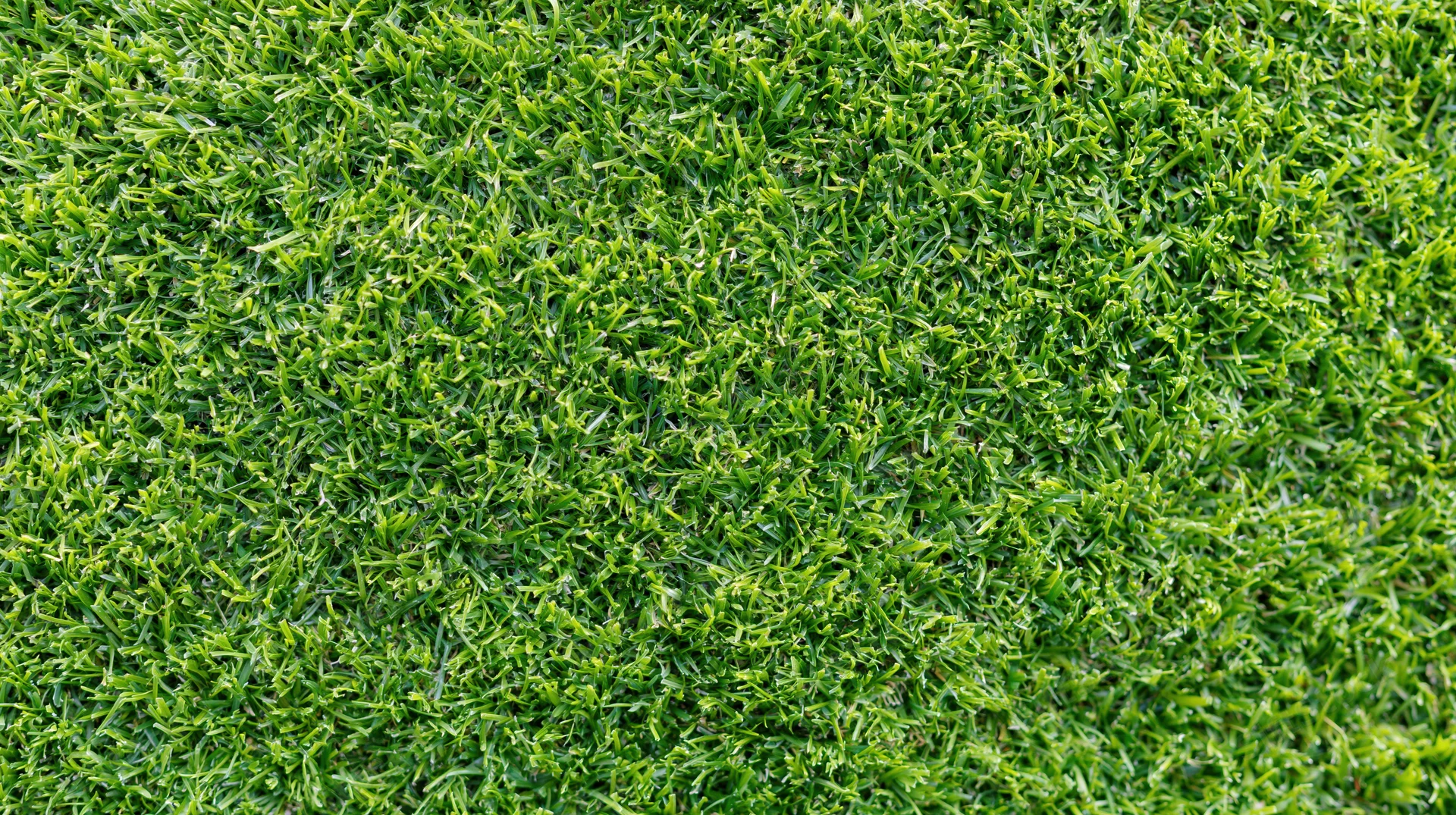 Closeup overhead view of dense short-cut green grass covering the ground