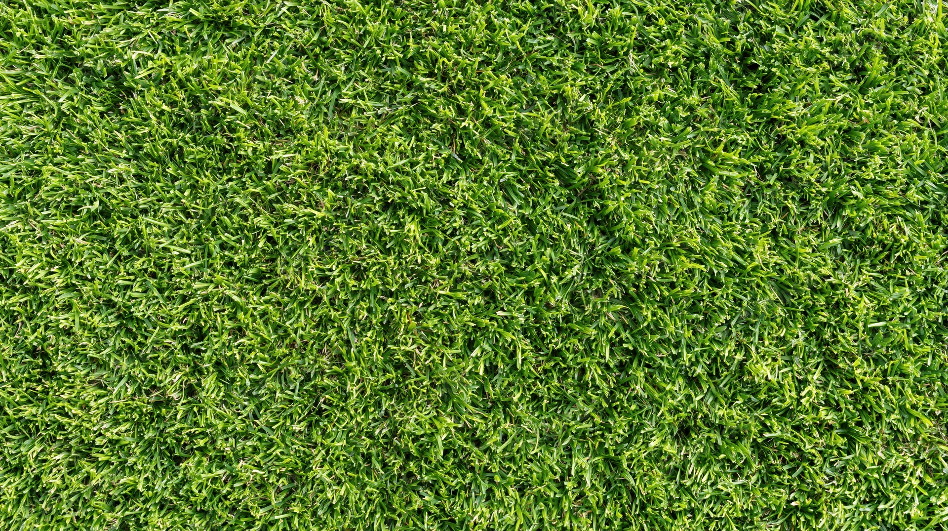 Closeup overhead view of dense short-cut green grass covering the ground