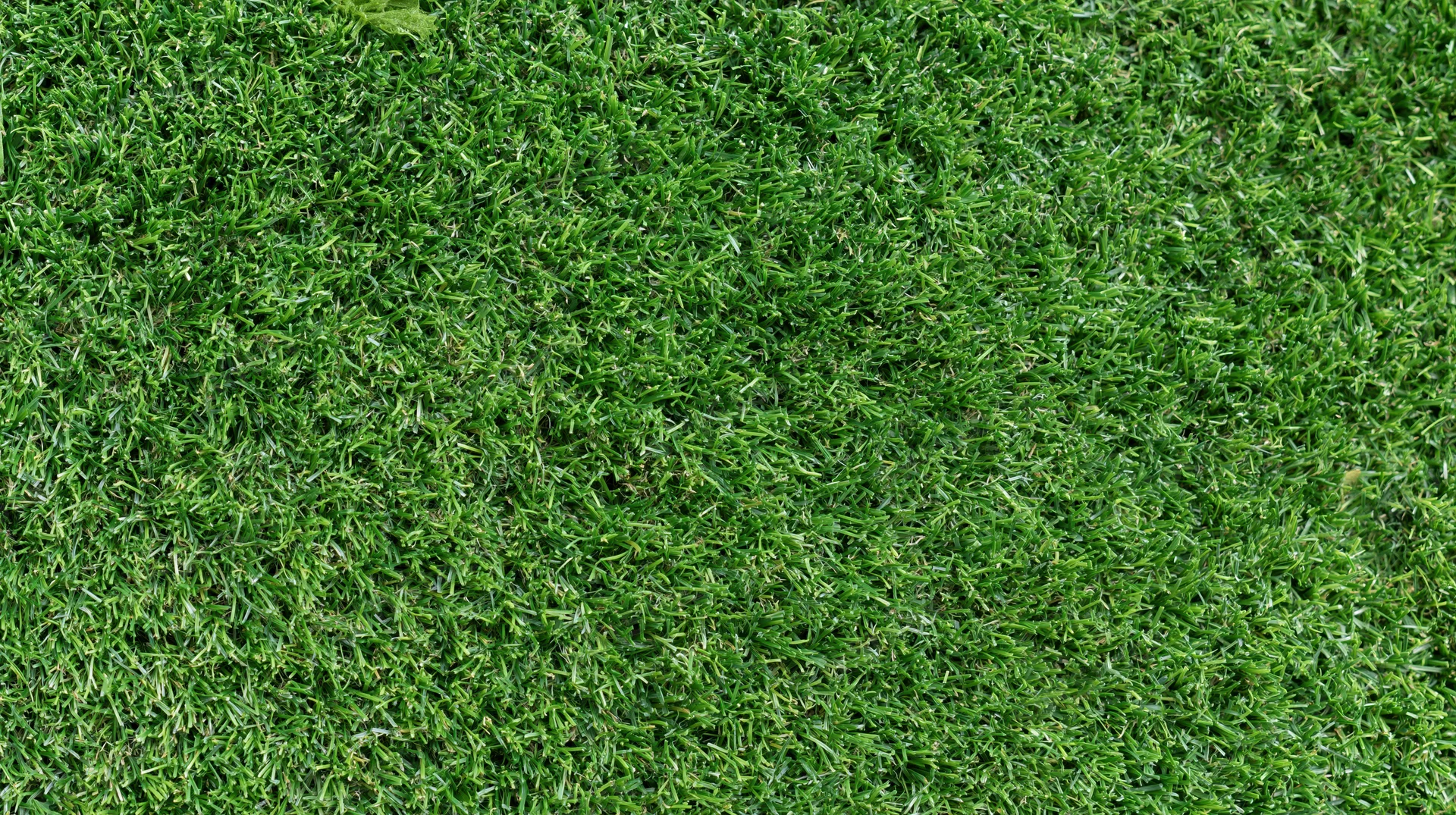 Close-up overhead view of dense short-cut green grass covering the ground