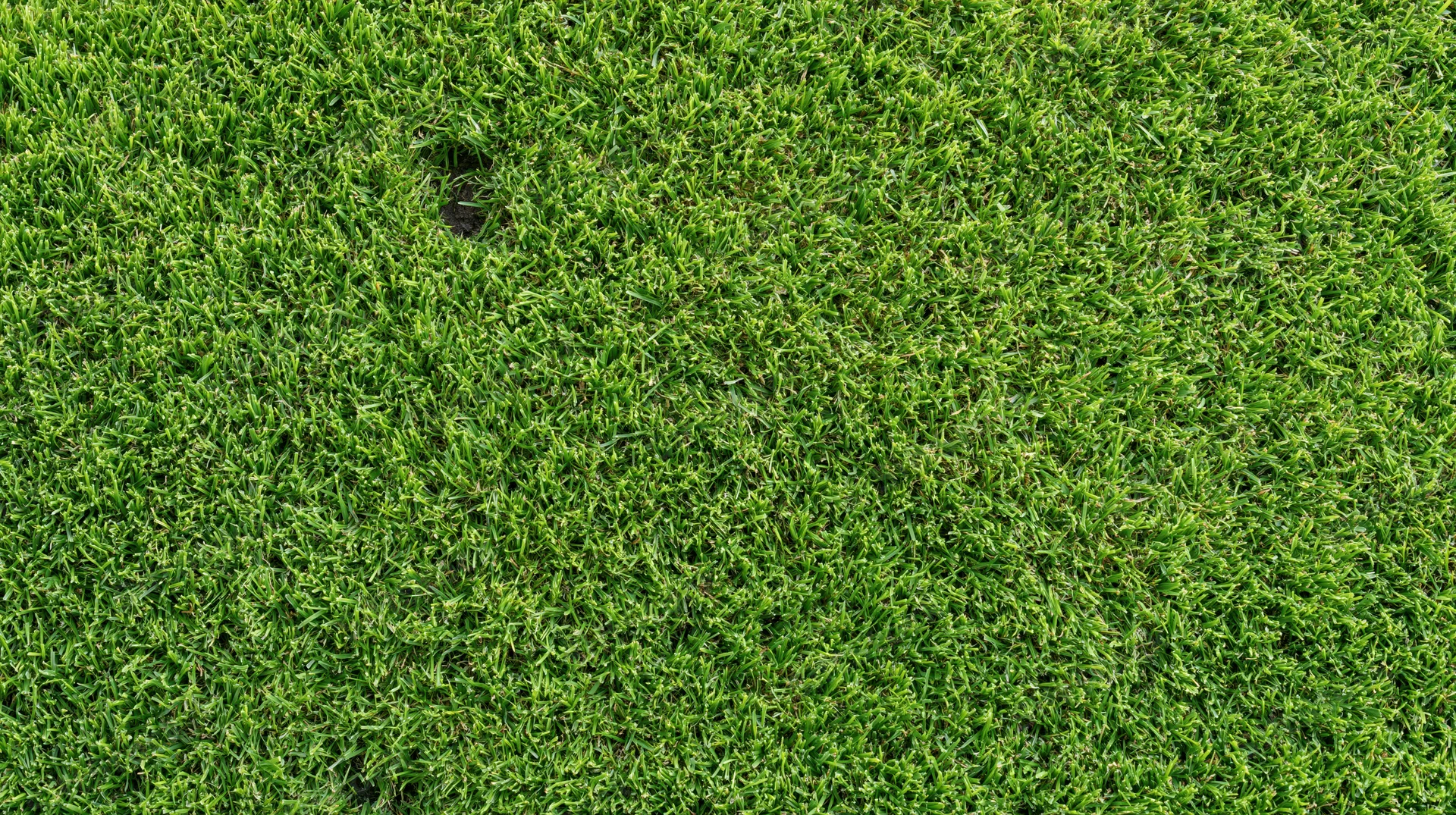 Closeup overhead view of freshly cut green grass lawn surface