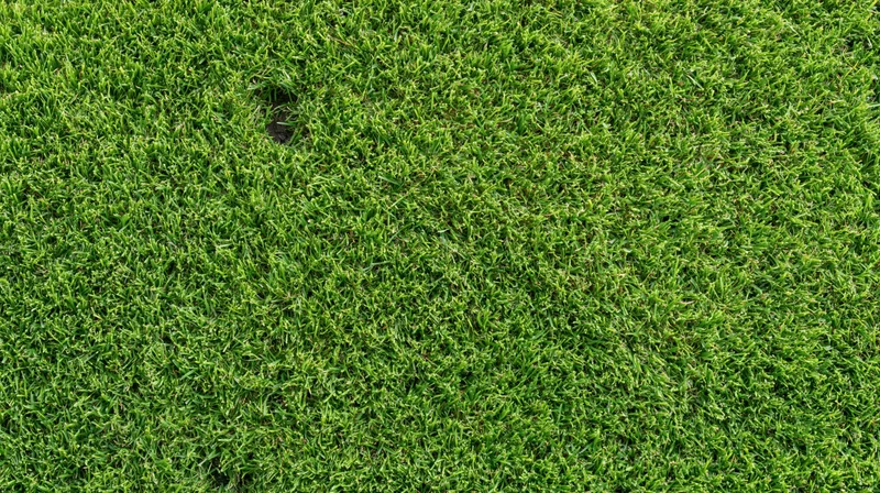 Closeup overhead view of freshly cut green grass lawn surface