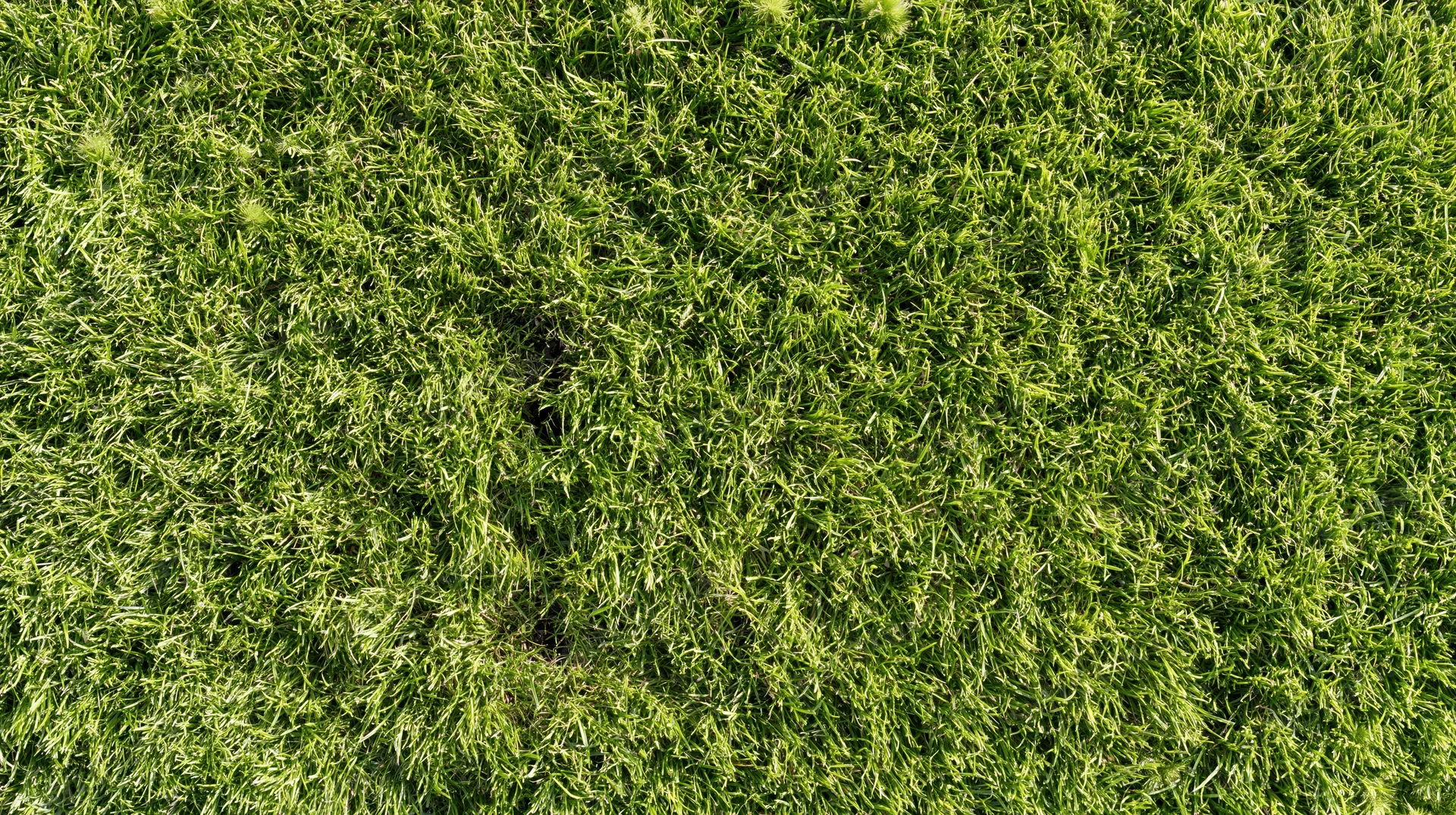 Overhead closeup of freshly cut green grass lawn surface